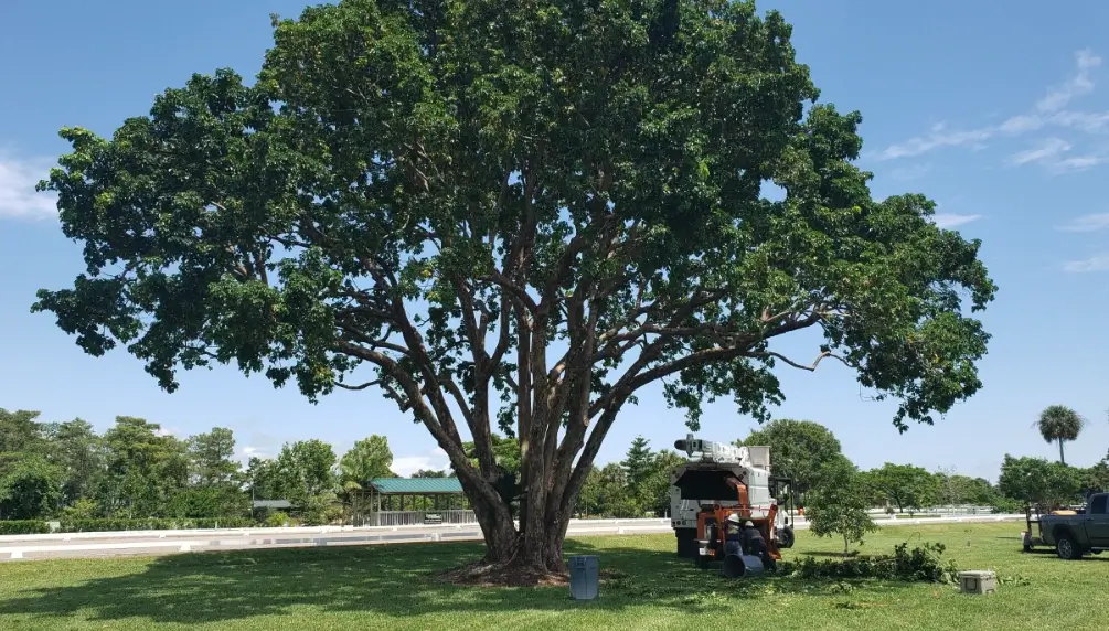 Mature oak canopy thinned and shaped at a Broken Arrow, OK property