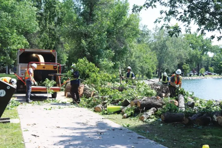 Storm-downed tree being cleared from a Broken Arrow, OK yard after high winds