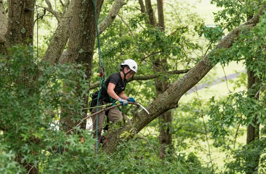 Crew member trimming branches back from a roofline at a Broken Arrow home